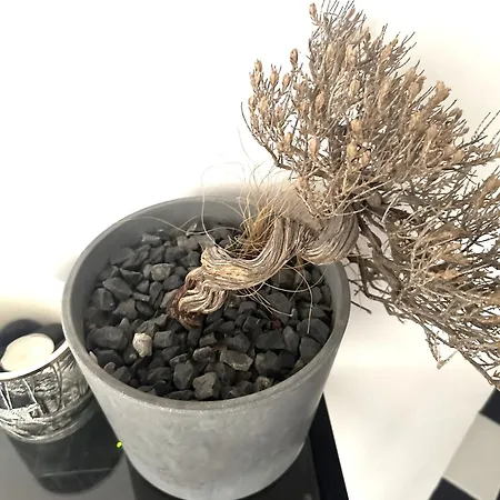 Daire Spacious 82 M2 Two Bedroom Classy Near Center *